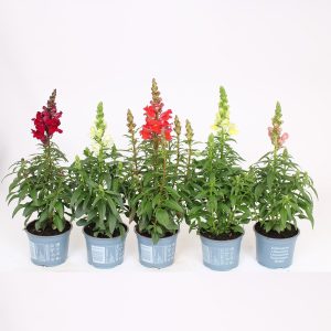 Isokukkainen leijonankita viihtyy auringossa ja kukkii pitkään. Useita eri värivaihtoehtoja.