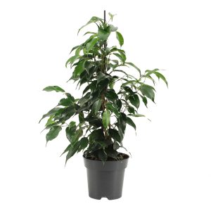 Limoviikuna on suosittu ja kestävä viherkasvi ja siitä on jalostettu monia