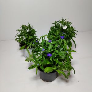 Lobelia viihtyy auringossa ja puolivarjossa