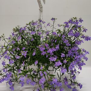 Lobelia viihtyy auringossa ja puolivarjossa