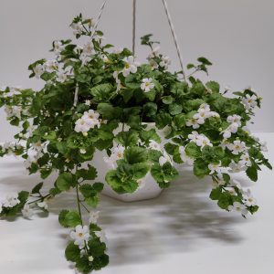 Runsaskukkainen valkoinen lumihiutale sopii niin amppeliin kuin ruukkuistutuksiinkin. Kukkii keväästä syksyyn ja viihtyy auringossa tai puolivarjossa