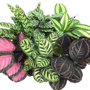 Maijat ovat kaunislehtisiä viherkasveja jotka viihtyvät parhaiten suoralta auringonvalolta suojassa