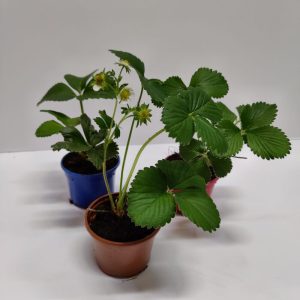 Kotimaiset mansikan taimet omasta tuotannostamme