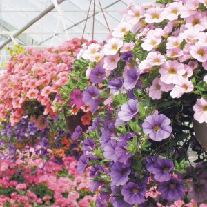 Miljoonakello ja japaninkello on petuniajaloste jolla on pienemmät kukat mutta runsaampi kukinta