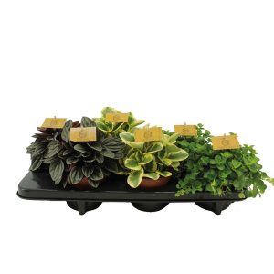 Suosittu muorinkukka on kestävämpiä huonekasveja ja se tulee toimeen niin varjossa kuin melko kovassakin auringonpaahteessa.