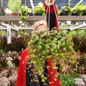 Muorinkukka Pepperspot sopii erinomaisesti amppeliin vaikka nuoren ensimmäiseksi viherkasviksi