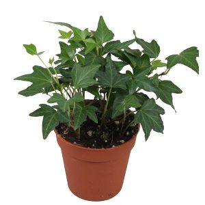 Reheväkasvuinen muratti on monikäyttöinen ja sopii kasvatettavaksi amppelissa tai kesällä rehevänä lisäkasvina kesäkukkaistutuksissa