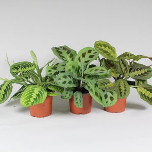 Nukkumatilla on kauniit voimakkaan tumman värisävyiset lehdet