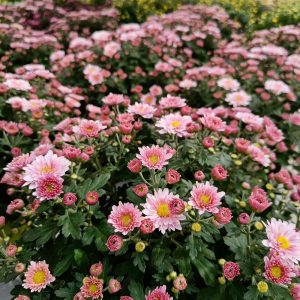 Kotimainen oman tuotantomme pallokrysanteemi värittää loppukesän terassit