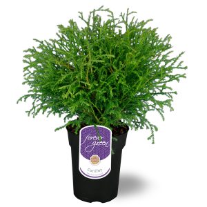 Pallotuija Mr Bowling Ball on tiiviskasvuinen pallotuijan lajike jonka korkeus ja leveys on noin 70-100 cm