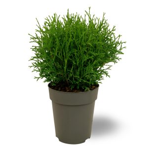 Kaunis pyöreänmuotoinen pallotuija Tiny Tim