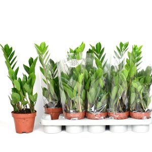 Tansanialainen palmuvehka on todella helppohoitoinen ja kestävä ja kasvaa lähes minkälaisessa valaistuksessa tahansa.