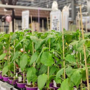 Oman tuotantomme paprikan ja chilin taimet