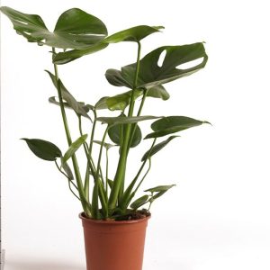 Suosittu ja trendikäs jättipeikonlehti eli peikonlehti on komealehtinen viherkasvi