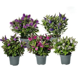 Upeasti kukkivat pensastädykkeet eli hebet kestävät syksyn istutuksissa