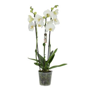 Kolmea 3-4 vanainen perhoskämmekkä on suosittu ja tyylikäs ruukkukukka ja lahjakukka