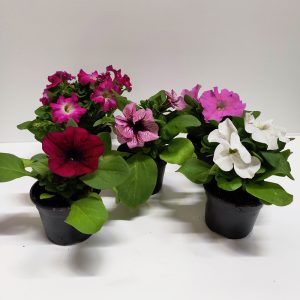 Petunia on jo muutaman taimen ryhmänä näyttävä niin kukkatarhassa kuin astiakasvina