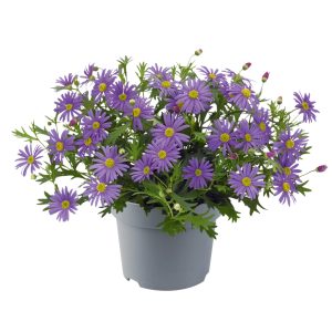 Pitsikaulus on hentorakenteinen kesäkukka valoisalle paikalle.