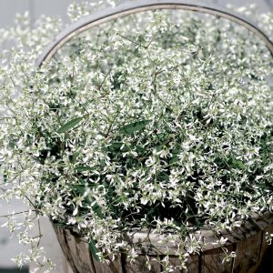 Poutapilvellä on valkoiset ja pienet harsomaiset kukat ja se menestyy sekä auringossa että varjossa