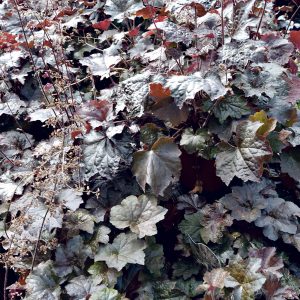 Purppurakeijunkukka Palace Purple on komea tummanpunainen lehtiperenna aurinkoon ja puolivarjoon