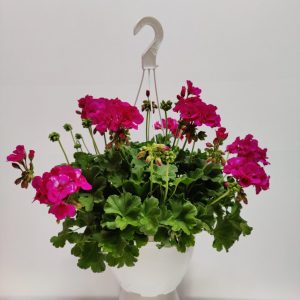 Kotimaiset oman tuotantomme puoliriippuvat Calliope pelargonit kestävät hyvin tuulta ja sadetta ja viihtyvät auringossa