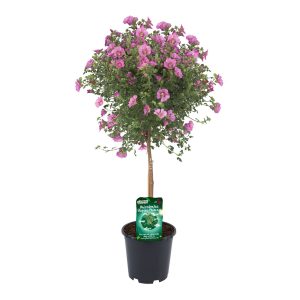 Rungollinen huonemalva viihtyy valoisassa ja aurinkoisessa paikassa