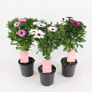 Rungollinen tähtisilmä on näyttävä ja värikäs kesäkukka terassille