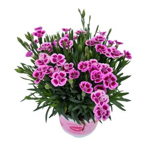 Ruukkuneilikat viihtyvät auringossa ja paahteessa ja kukkivat pitkään