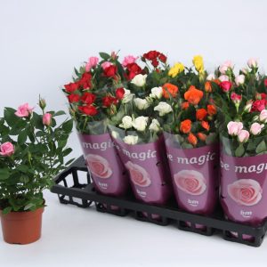 Tuotekuvassa erivärisiä ruukkuruusu ruukkukukkia