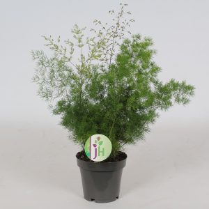 Parsakasvien sukuun kuuluva herkkä ja suloinen huonekasvi