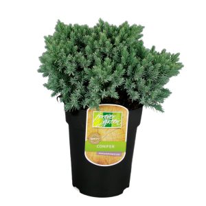 Sinikataja Blue Star on pyöreähkö sinineulasinen havu