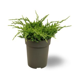 Sinikataja Holger on kaunis