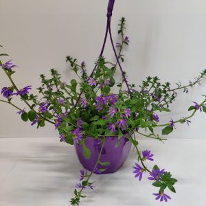 Sinivioletti siniviuhka viihtyy aurinkoisella paikalla ja kestää erittäin hyvin tuulta ja sadetta