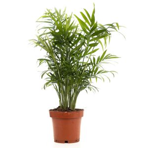 Vuoripalmu on hidaskasvuinen