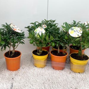 Välimeren tunnelmaa sitruspuilla