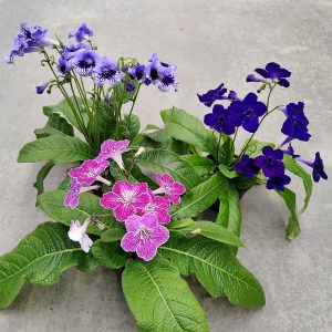 Soilikki on suosittu ruukkukukka