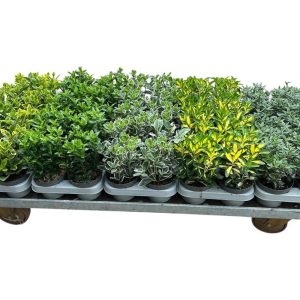 Käytä sorvarinlaakereita kanervan ja callunan tapaan syksyn istutuksissa