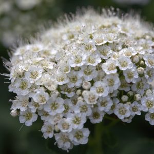 Taimistoltamme monipuolinen tarjouserä koristepensaita ja lehtipensaita