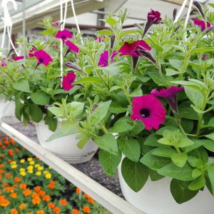 Surfinia Petunia on näyttävä kesäkukka joko amppeliin