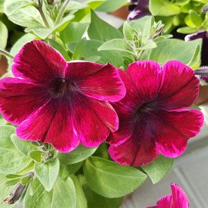 Surfinia kukkii auringossa tuulelta ja sateelta suojassa