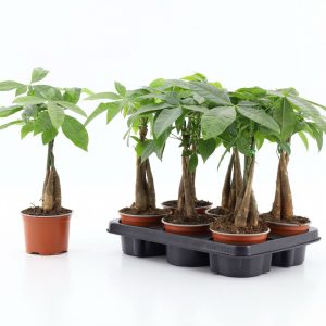 Sutipuu on helppohoitoinen ja kuivutta kestävä viherkasvi aurinkoiselle tai puolivarjoisalle paikalle