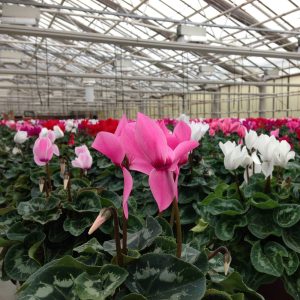 Kotimainen syklaami omasta tuotannostamme viihtyy viileässä ja kastelleen aluslautasen kautta