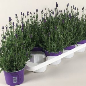 Tuoksuva suosittu perenna