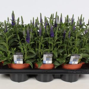 Tähkätädyke sopii aurinkoisten paikkojen perennaryhmiin