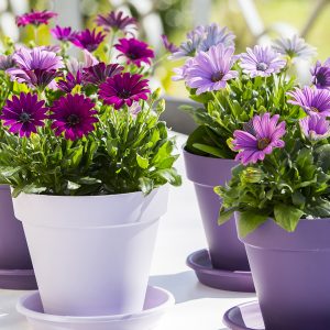Tähtisilmä Osteospermum viihtyy auringossa ja kukkii koko kesän