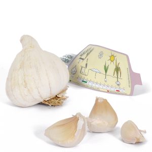 Talvivalkosipuli istutetaan viilentyneeseen maahan lokakuun puolen välin jälkeen