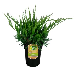 Tarhakajat Mint Julep on leveä havu