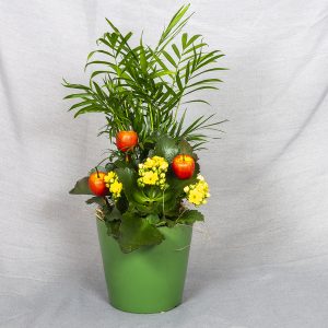 Syysmarkkinoilta kaunis istutus