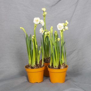Upeasti tuoksuva kerrottukukkainen kermanvärinen tasettinarsissi Bridal Crown on kotimainen omasta tuotannostamme