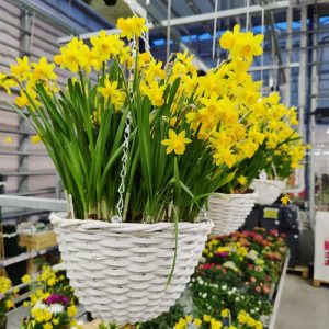 Kotimaiset oman tuotantomme ruukkunarsissit koriamppelissa